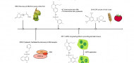 Metabolite-mediated adaptation of crops to drought and the acquisition of tolerance